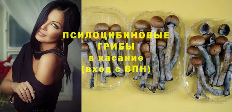 закладки  Адыгейск  Галлюциногенные грибы MAGIC MUSHROOMS 